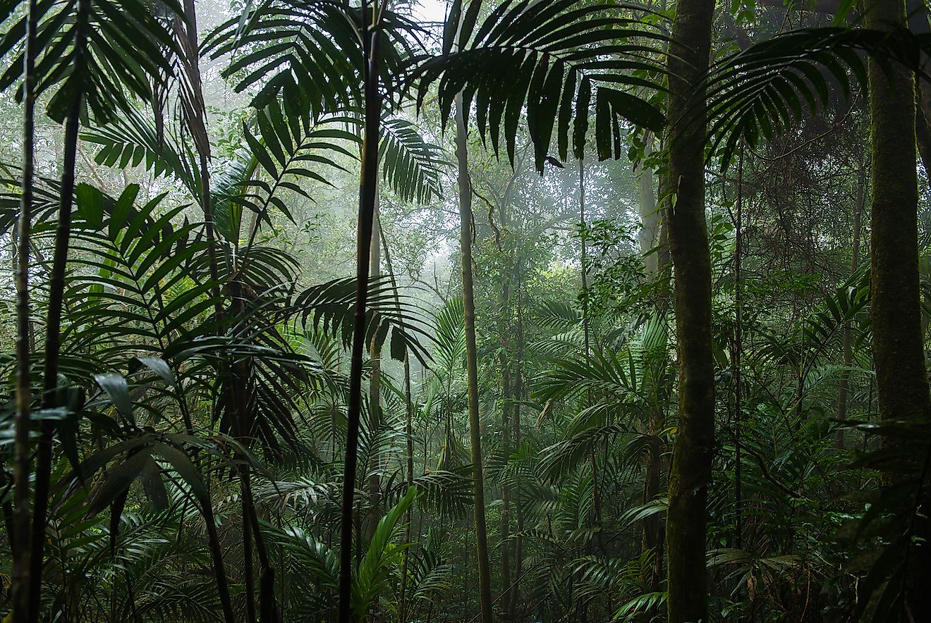 Tropical Rainforest Aesthetic