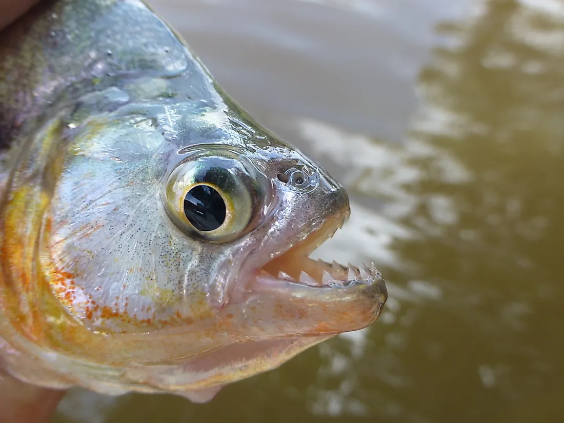 A piranha.