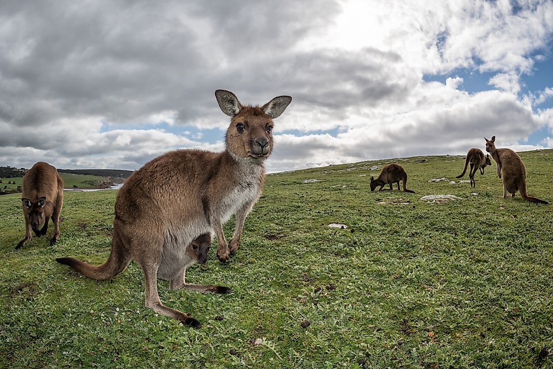 The kangaroo is a marsupial mammal that lives in Australia.