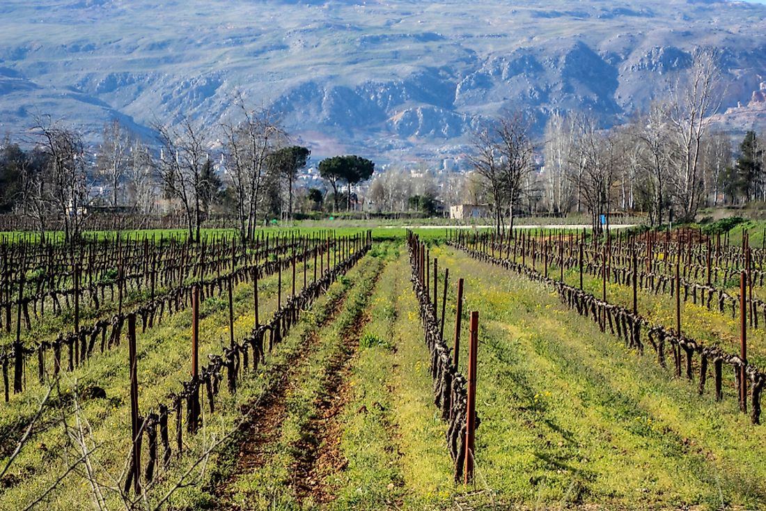 Grape fields in Lebanon. 