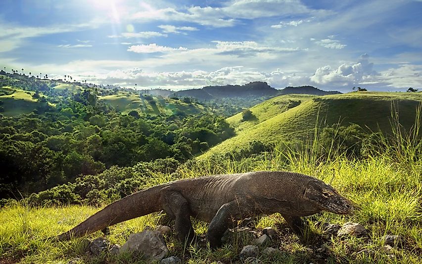 A wild Komodo Dragon in Komodo National Park.