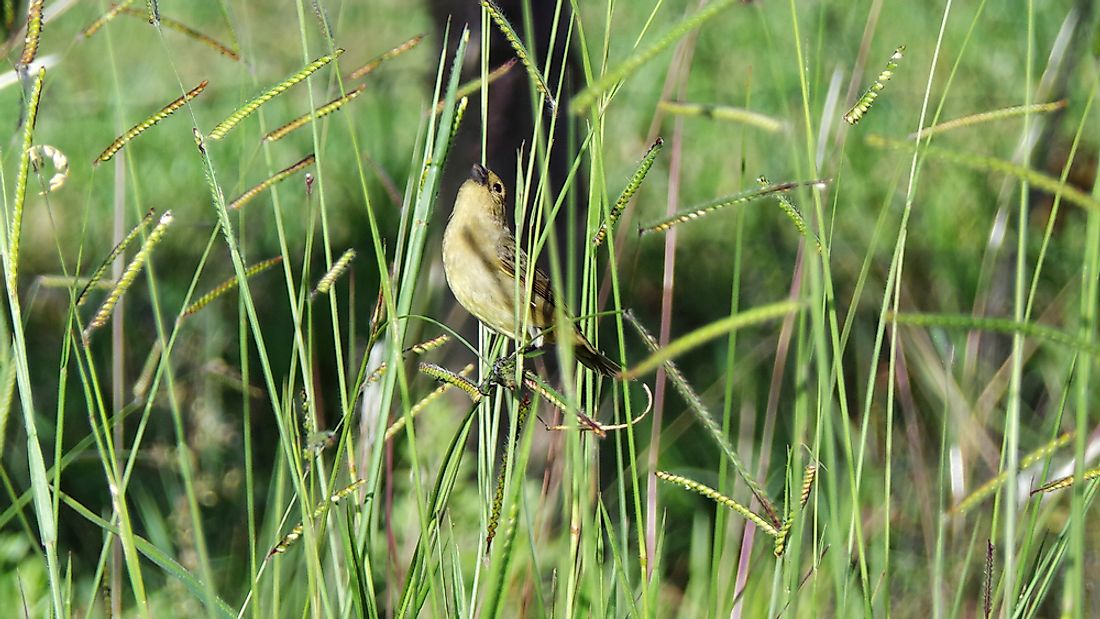 The yellow-throated seedeater is found only in Ethiopia. 