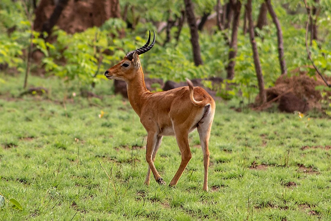 A kob in Banco National Park in the Ivory Coast. 