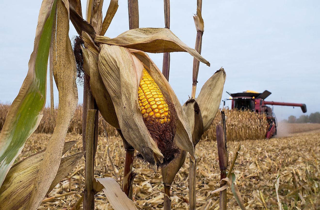 A ear of field corn remains as a Case IH 7130 combine works a cornfield in rural Minnesota during the 2020 Fall harvest. Editorial credit: Joseph Kreiss / Shutterstock.com