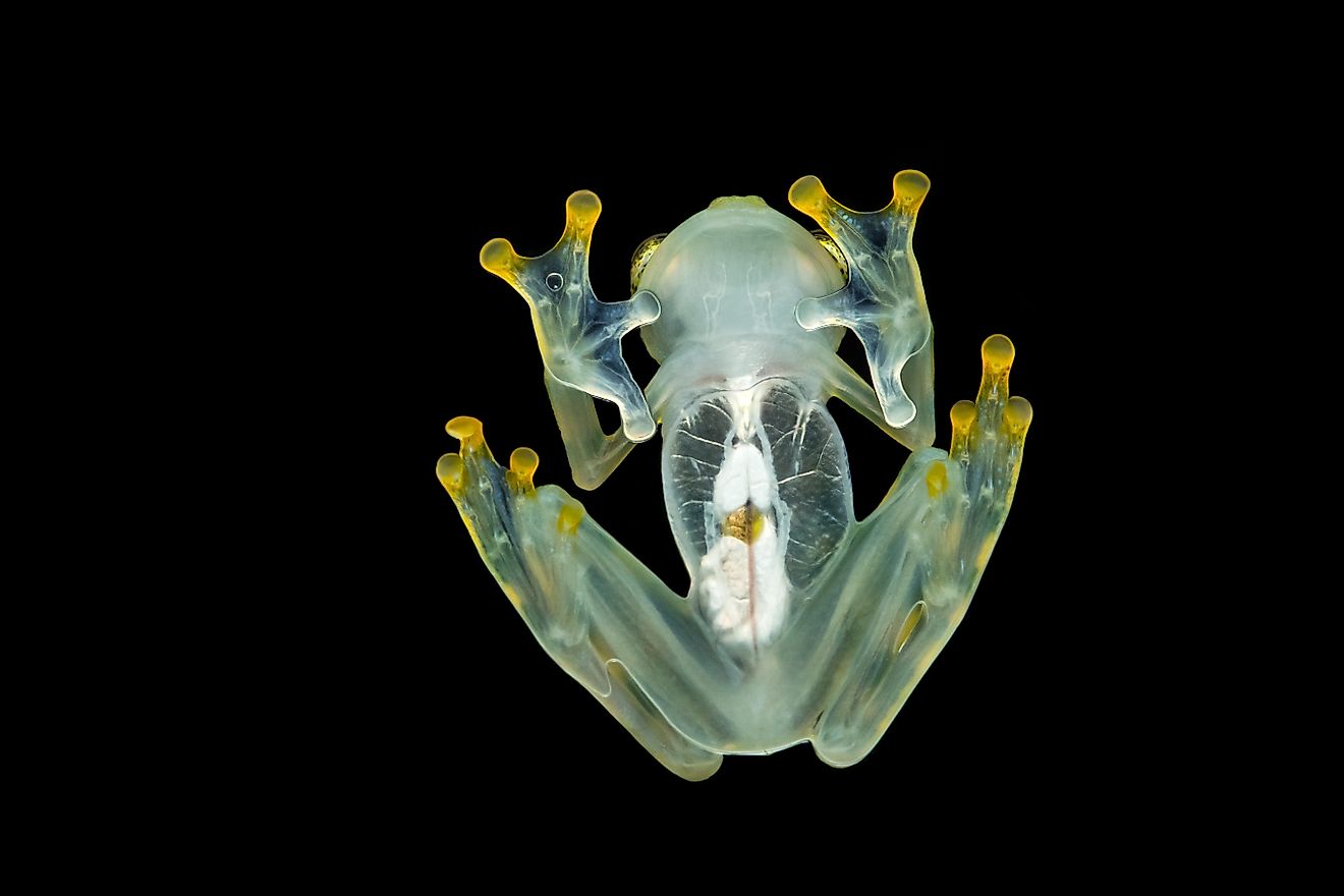 "Hyalinobatrachium valerioi, sometimes known as the La Palma glass frog". Photography: Milan Zygmunt