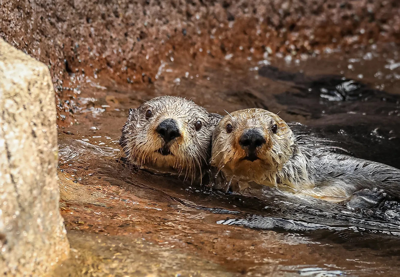 Sea Otter pair next to each other snuggling
