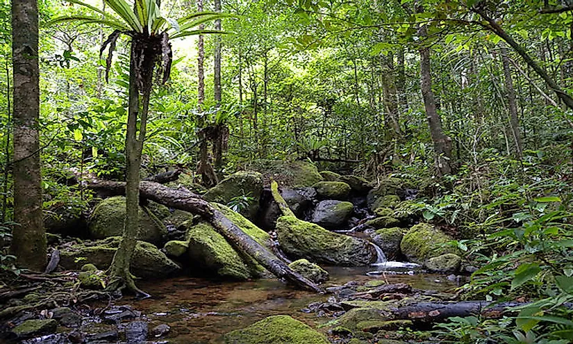 Lowland rainforest, Masoala National Park, Madagascar