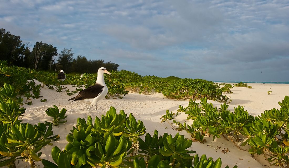 Approximately 70% of the Laysan albatross population reside on Midway Atoll.