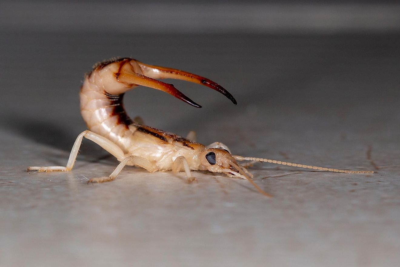 Meet the Shore Earwig, a bug that squirts out a substance with a horrible smell to defend itself.