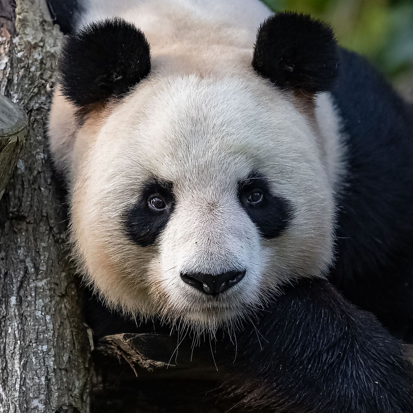 A giant panda lying, looking at camera.