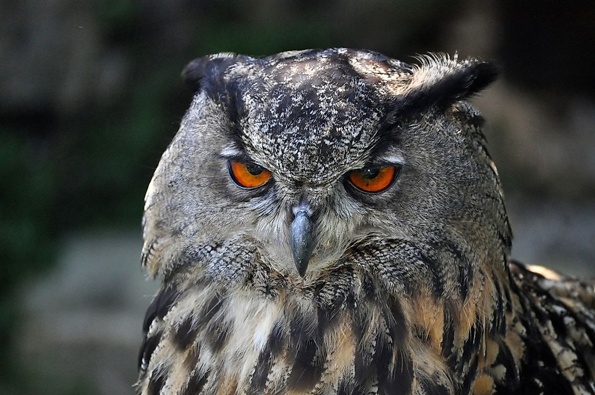 A Eurasian Eagle-owl with iconic reddish-orange eyes.
