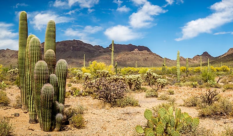 Plants in the Arizona desert. 