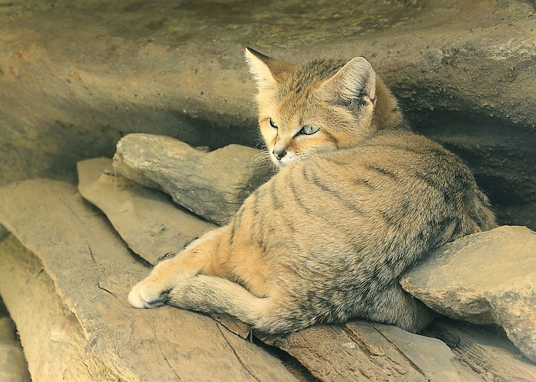 Sand cats closely resemble domesticated cats in size and appearance.