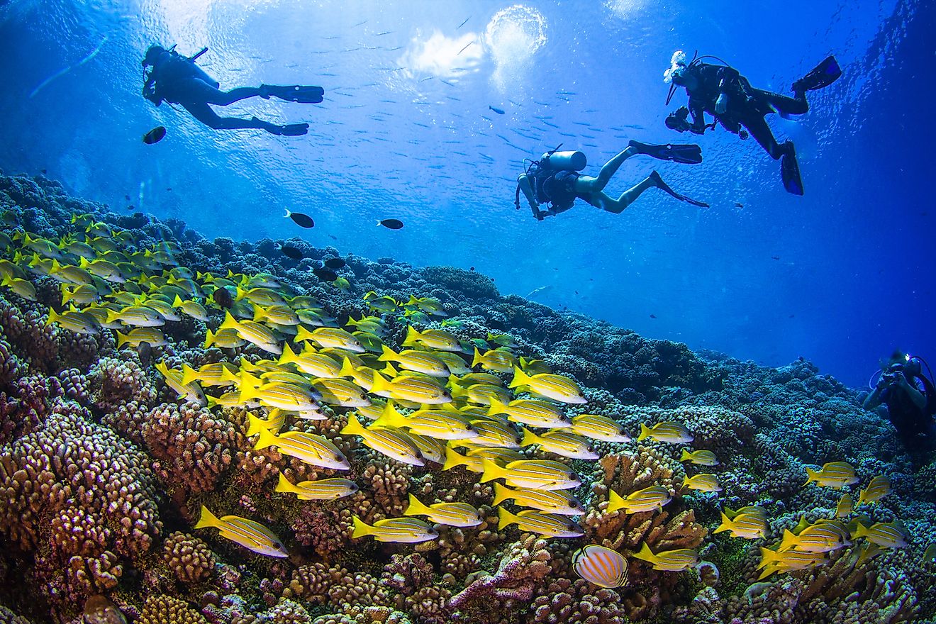 Big school of Yellowfin goatfishes (Mulloidichthys vanicolensis) above the coral reef of Fakarava, with silhouettes of divers on the blue. Image credit: Kristina Vackova/Shutterstock.com