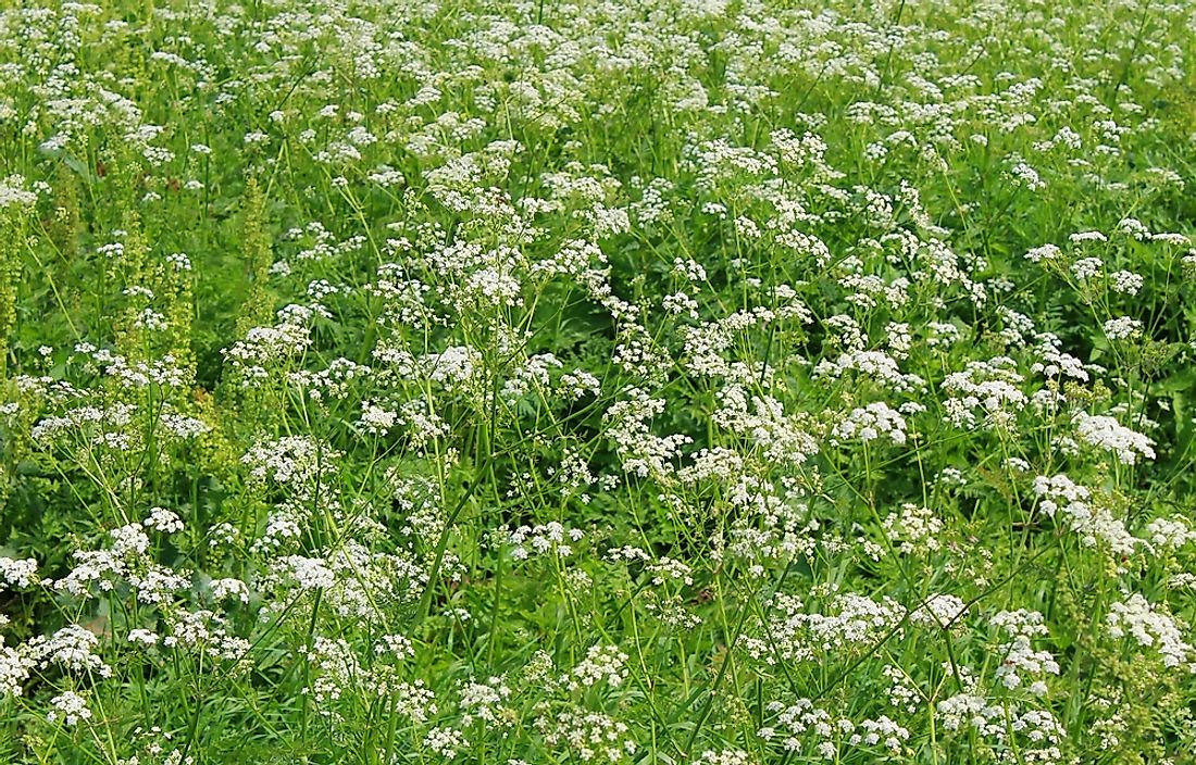 Water hemlock. 