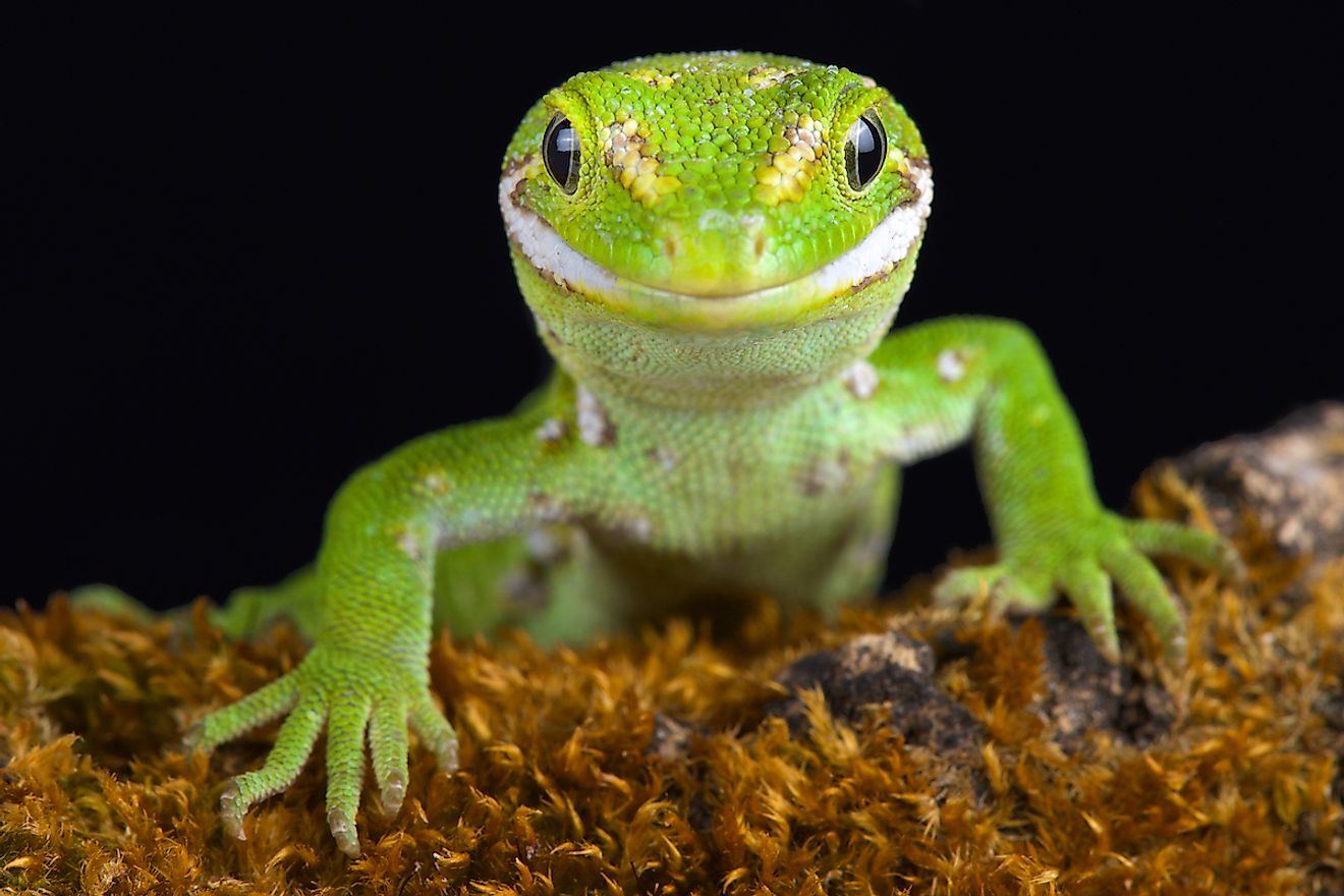 The Jewelled gecko (Naultinus gemmeus) is a native species to the South Island of New Zealand. It is found only on the southeast of the South Island. Image credit: reptiles4all/Shutterstock.com