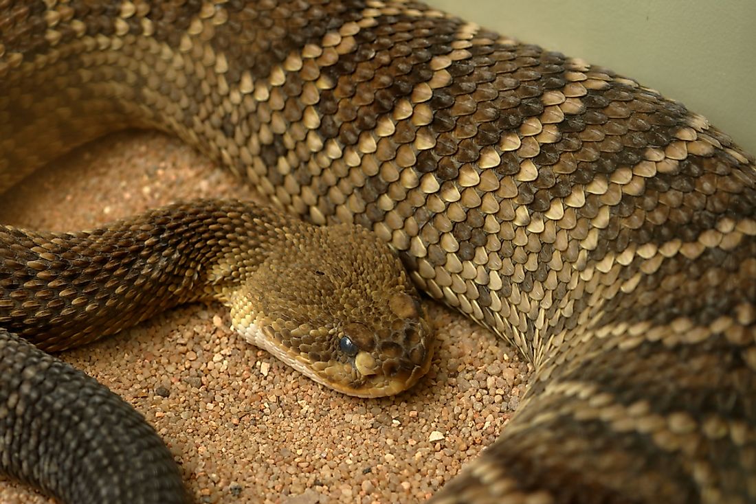 Basilisk Rattlesnake.