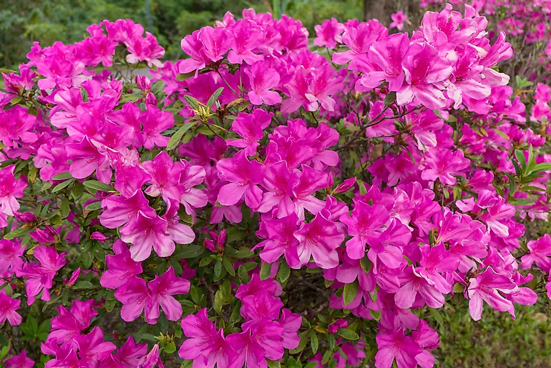 The Rhododendron flower, the state flower of West Virginia. 