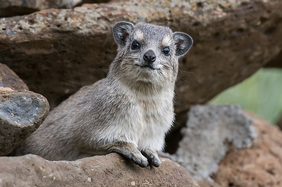 A hyrax in its natural habitat. 