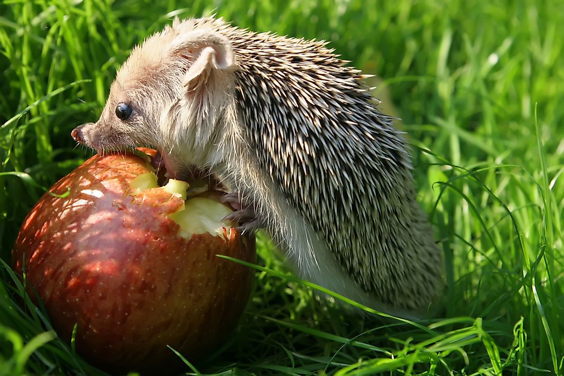 A hedgehog eats an apple. 