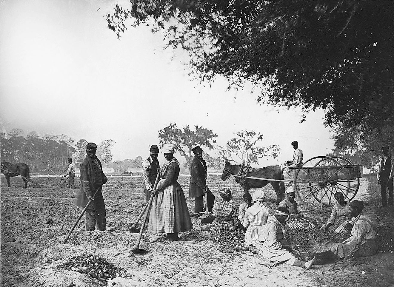 James Hopkinson's Plantation. Planting sweet potatoes.