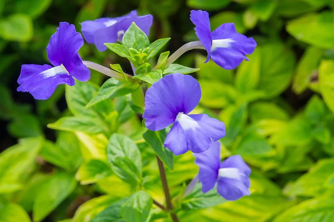 The violet blossoms throughout the state of New Jersey.