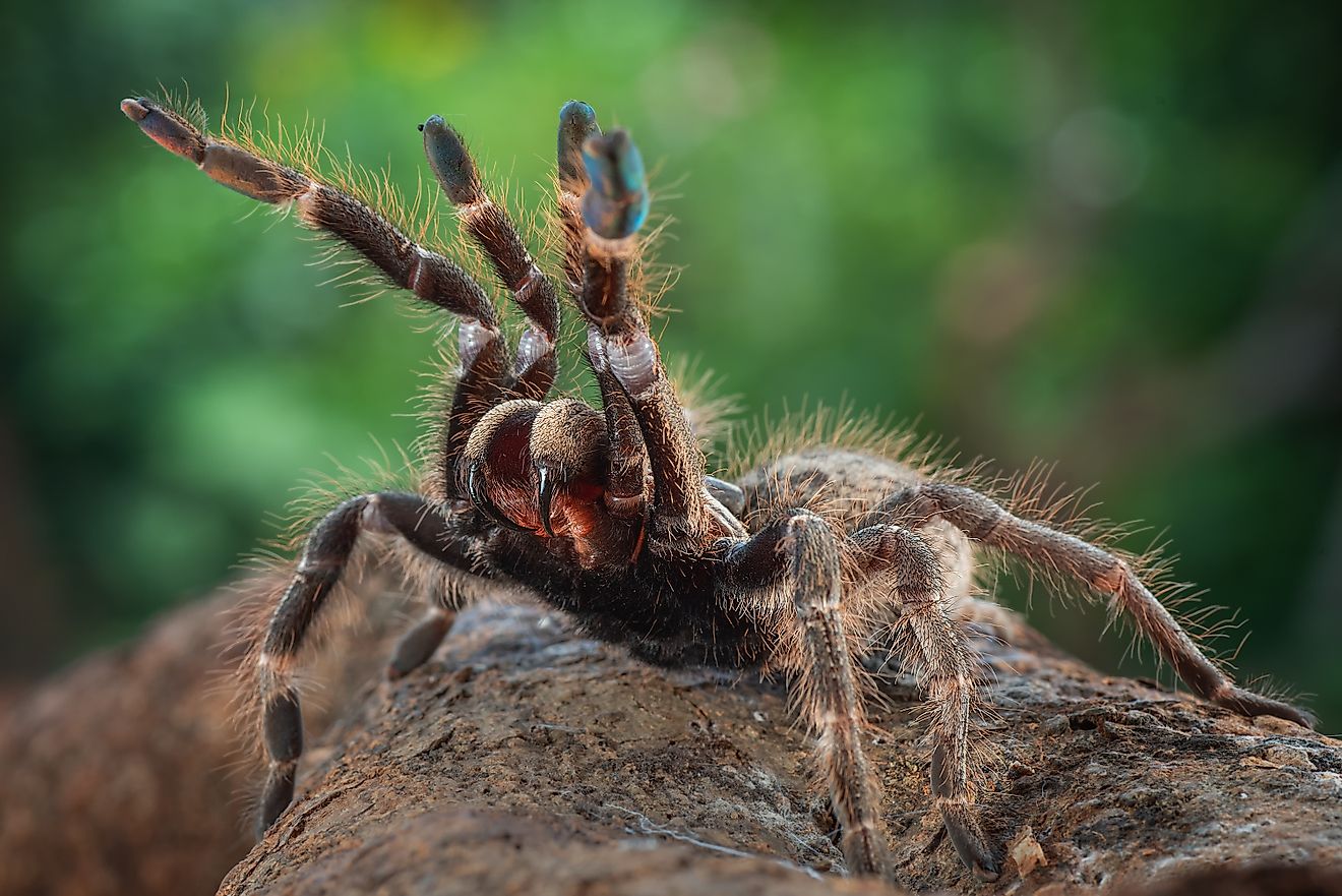Tarantula spider ready to attack
