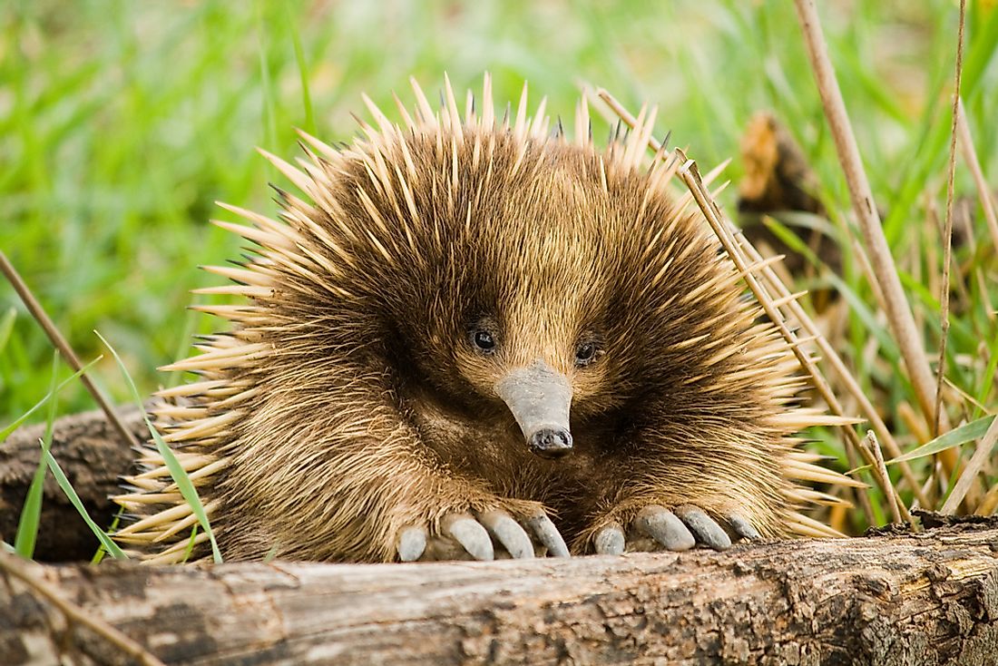 The echidna is a type of mammal that lays eggs. 