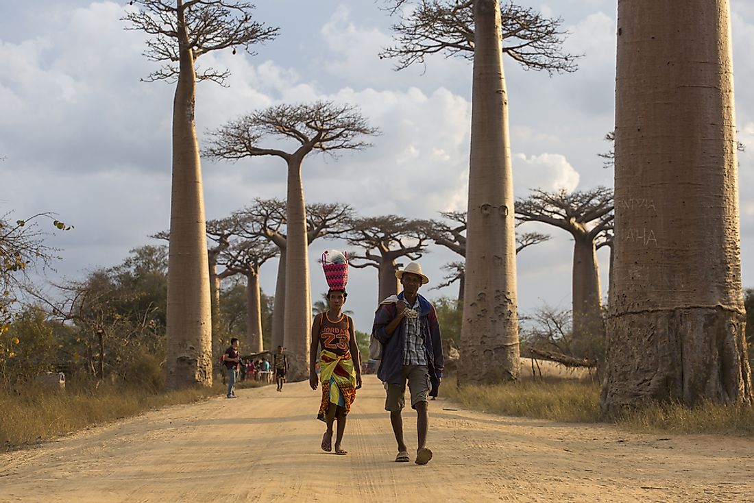 A man and a woman walk by baobab trees in Madagascar. Editorial credit: danm12 / Shutterstock.com. 