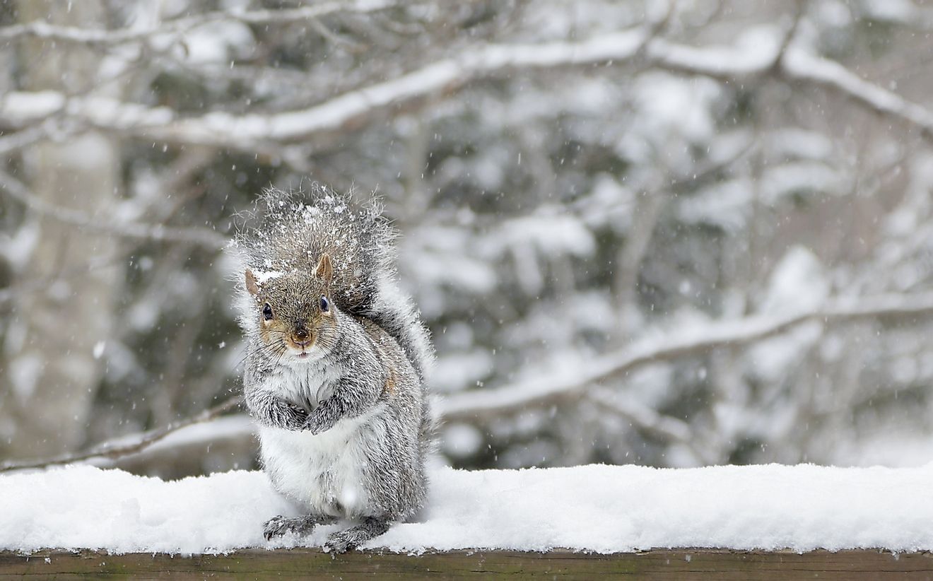 The Eastern Grey Squirrel is the state mammal of North Carolina. 