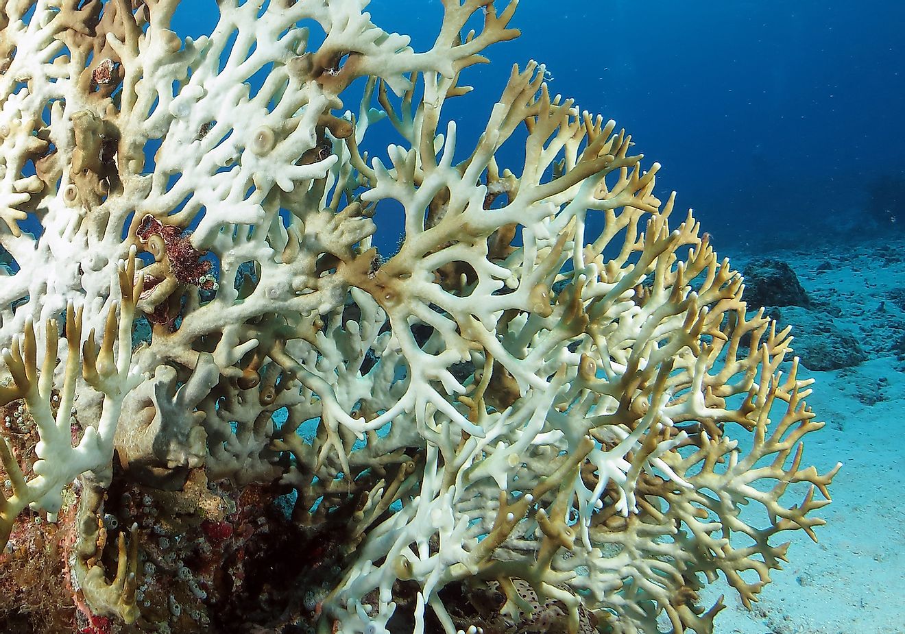 Coral Bleaching under water due to ocean acidification. Image credit: buttchi 3 Sha Life/Shutterstock.com