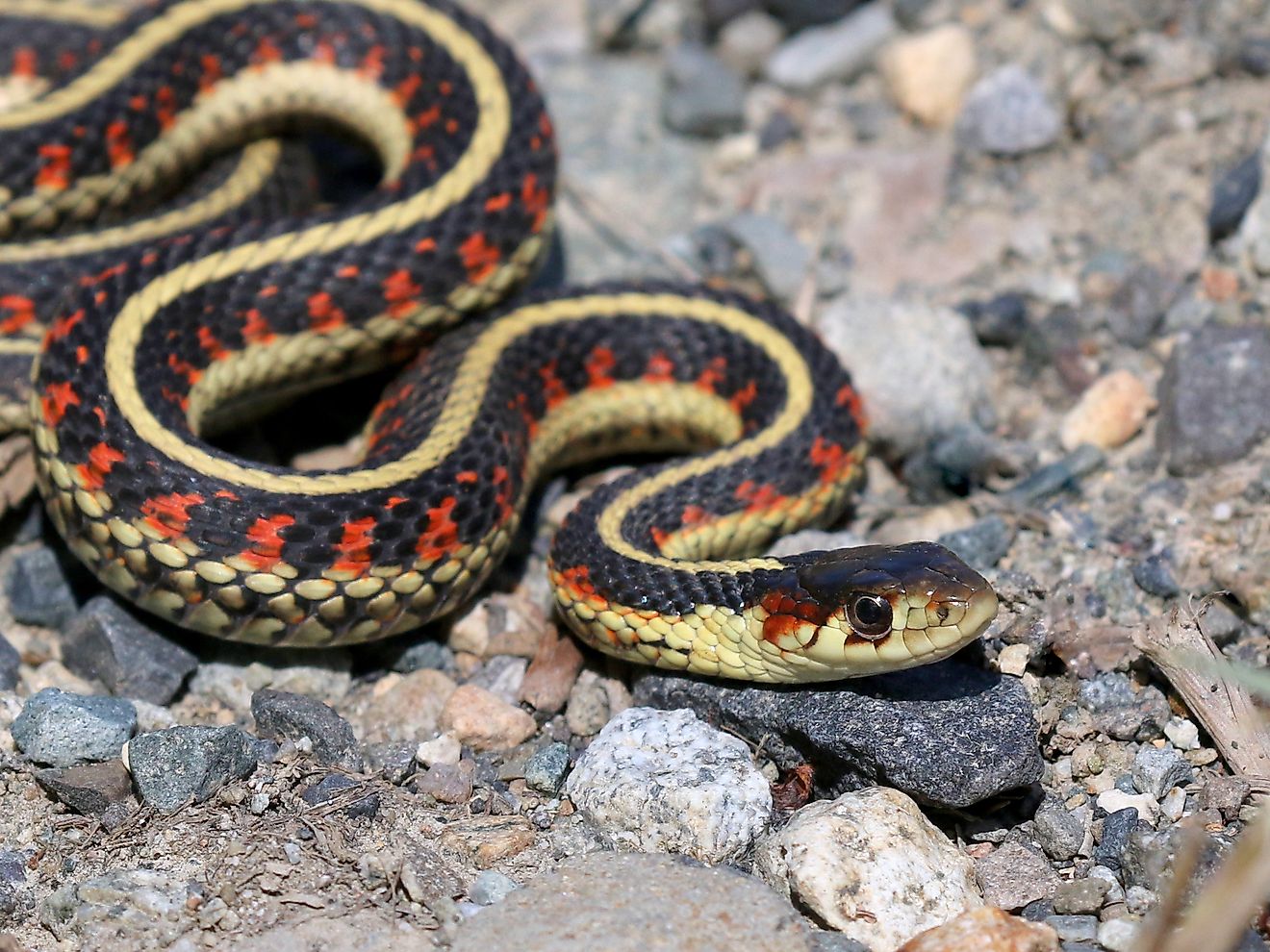 A common garter snake slithering along shoreline rocks.