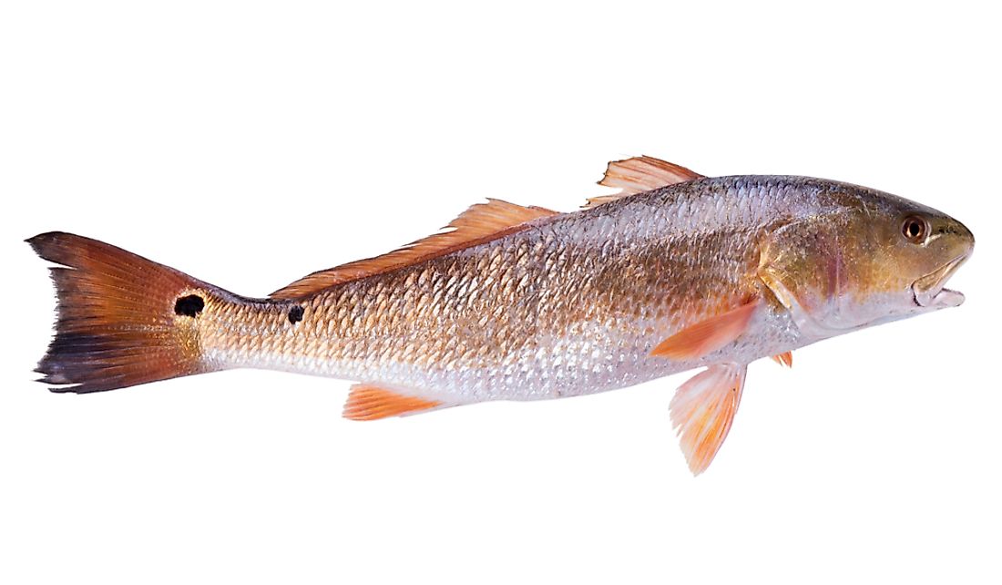 The red drum is the Texas state fresh water fish.