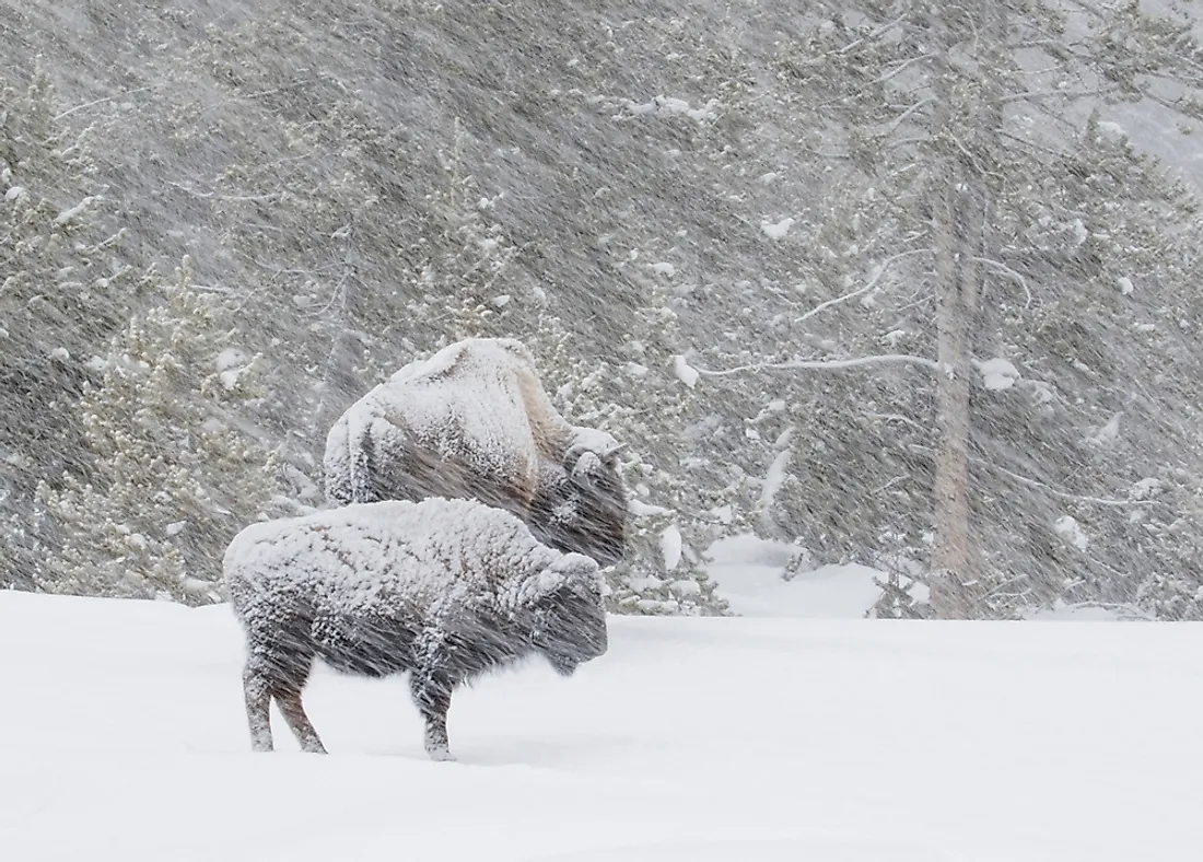 Blizzards are defined by high-speed winds rather than by the quantity of snow-fall. 