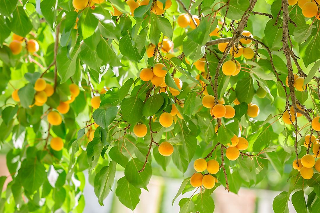 Apricots are best harvested during the summer when their skin is golden. 