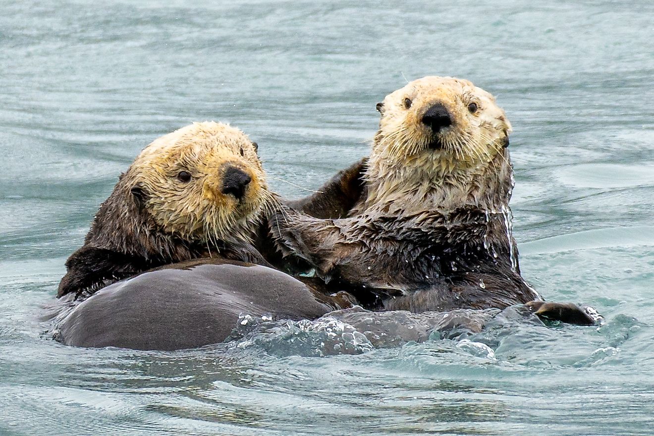 Sea Otters playing in Prince William Sound, Alaska