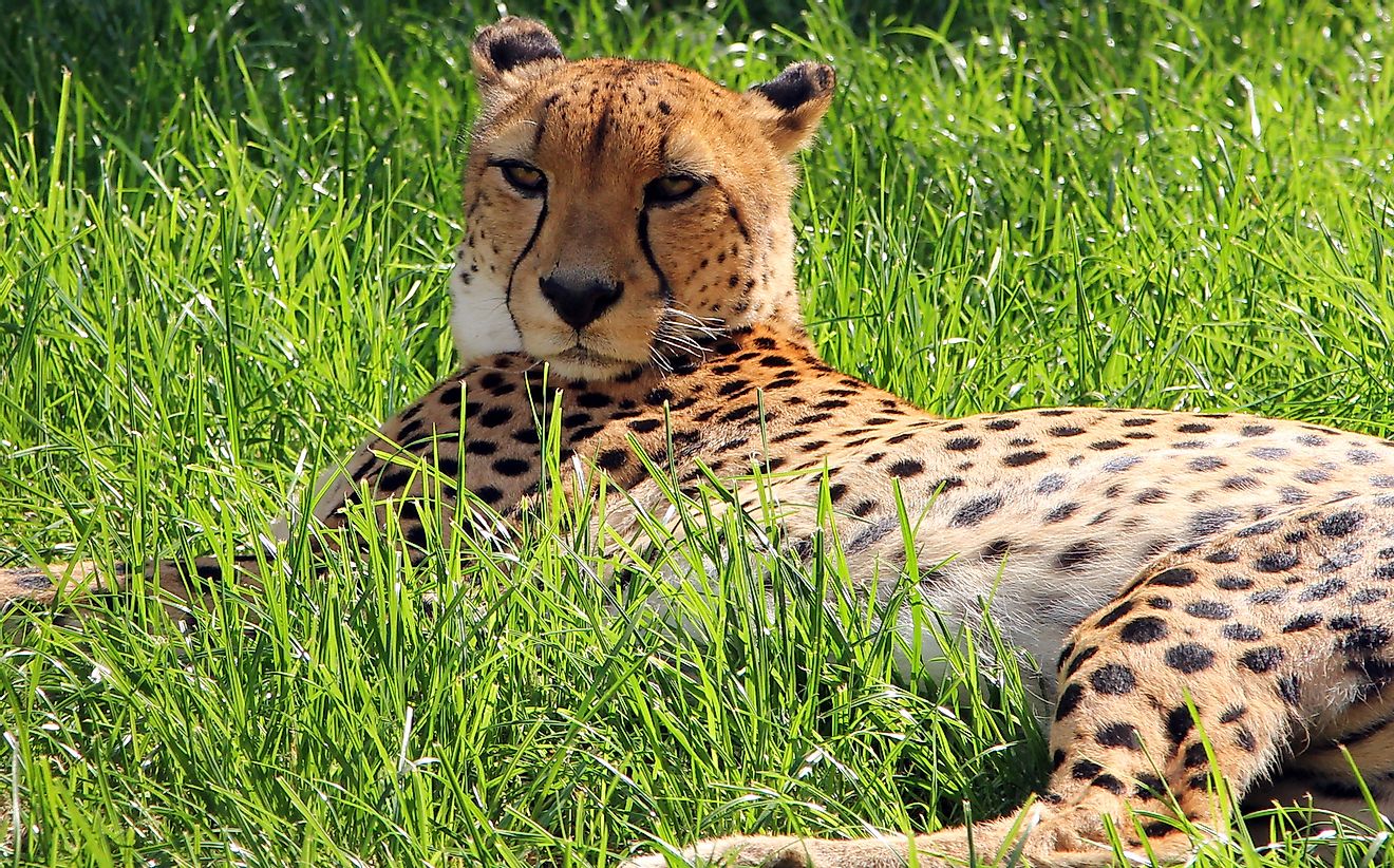 An Asiatic cheetah