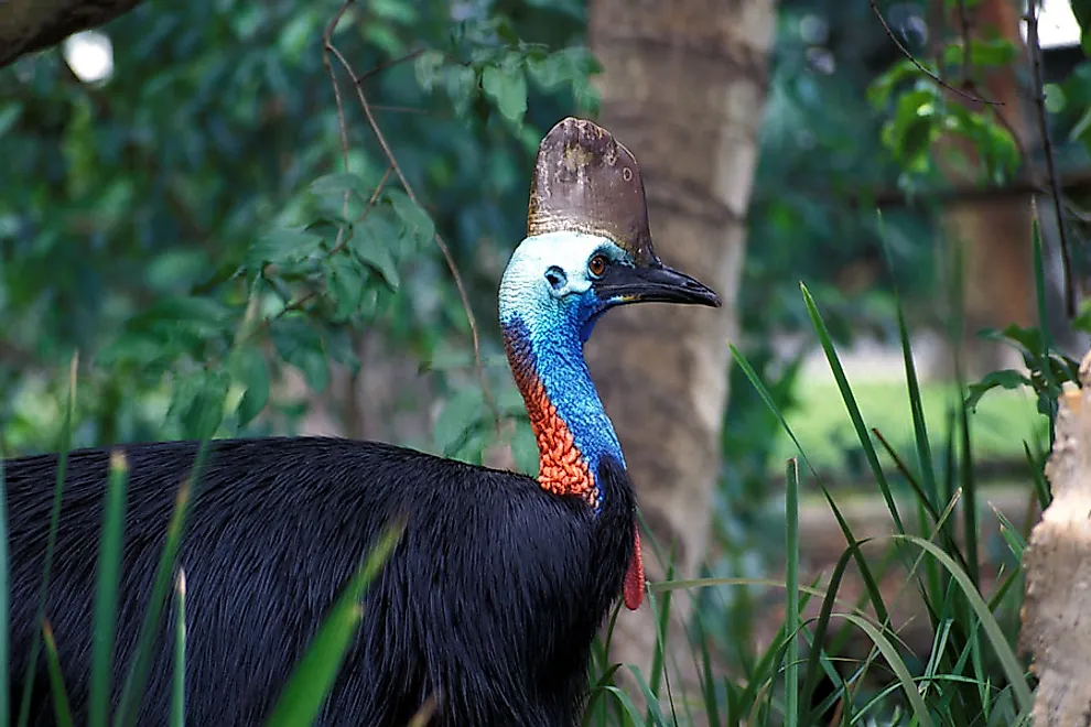 A cassowary wandering in the wilderness.