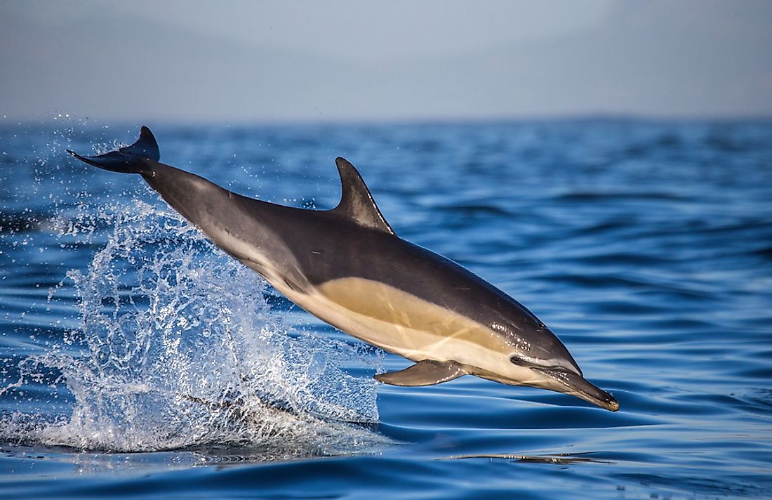 A dolphin off the coast of South Africa. 
