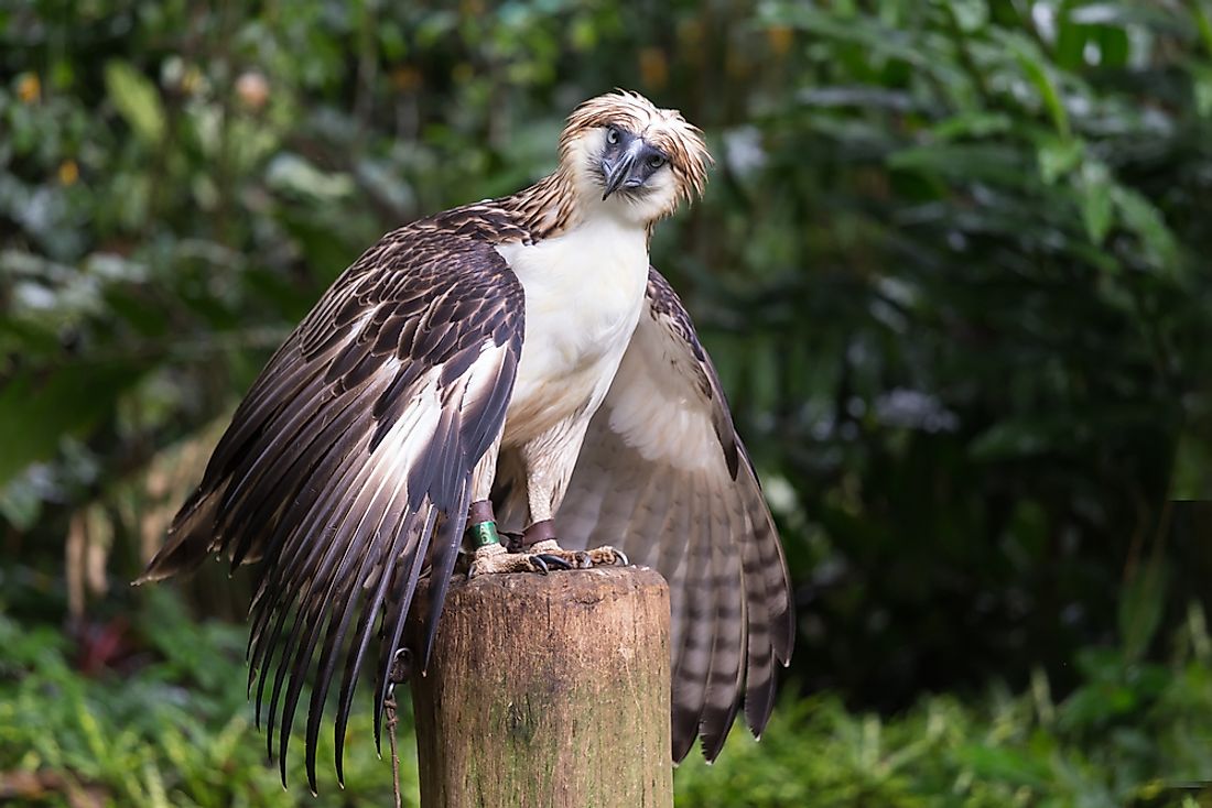 largest raptor bird largest raptor bird