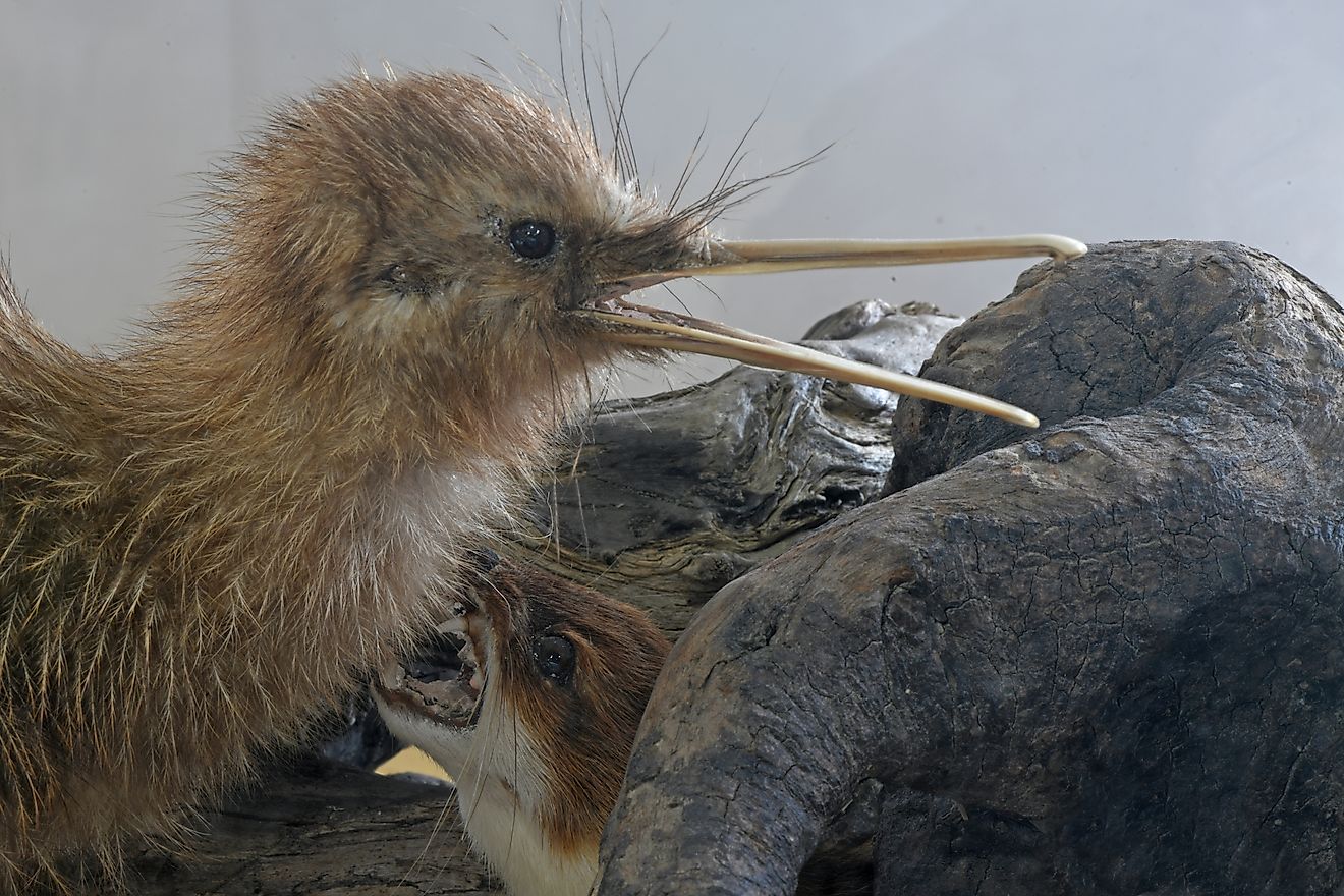 A predatory stoat attacks a rowi chick. Image credit: Lakeview Images/Shutterstock.com