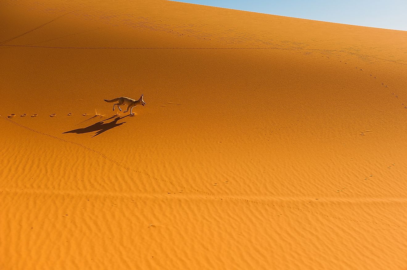 A Fennec fox in the Sahara Desert. Image credit: Szymon Barylski/Shutterstock.com