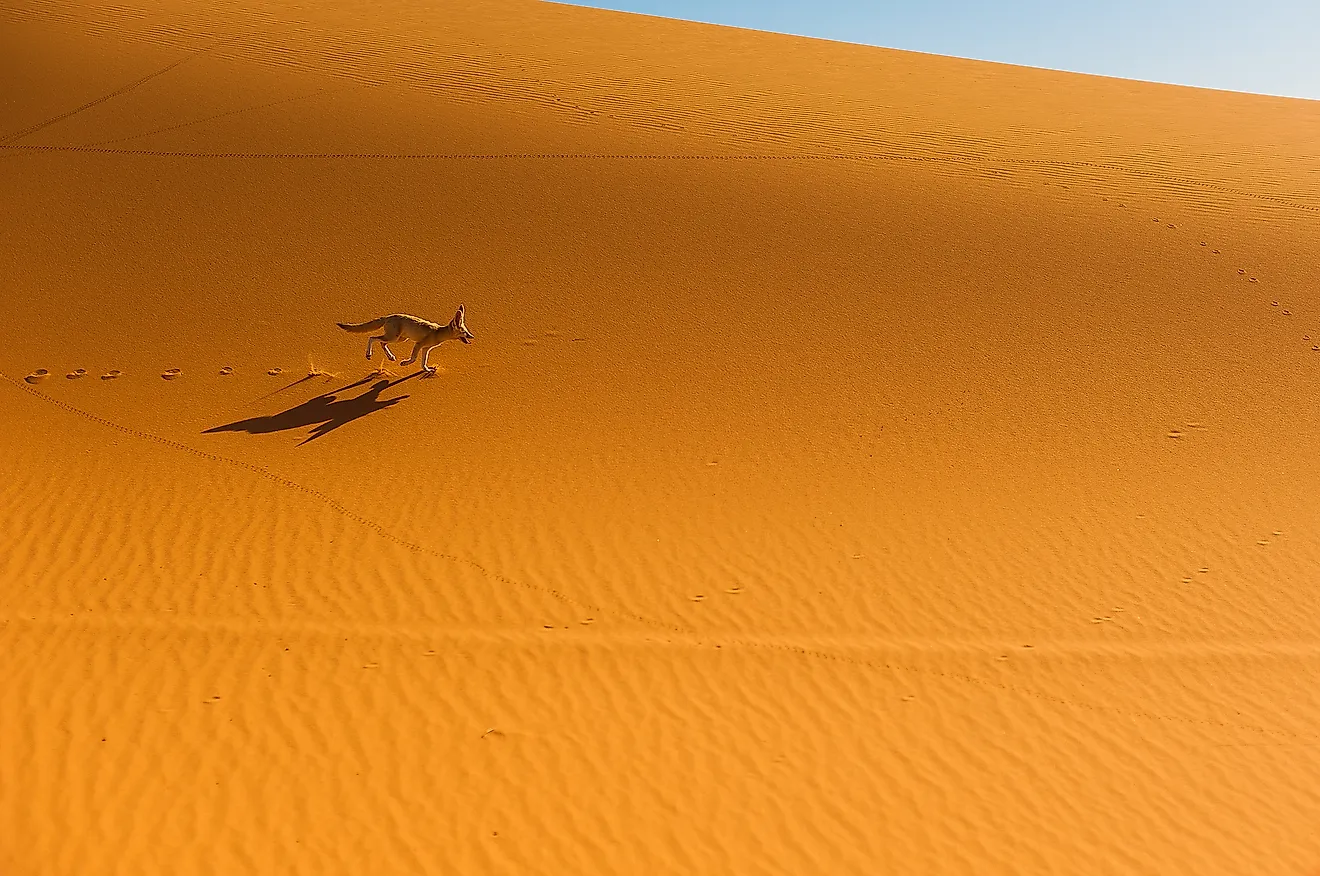 A Fennec fox in the Sahara Desert. Image credit: Szymon Barylski/Shutterstock.com