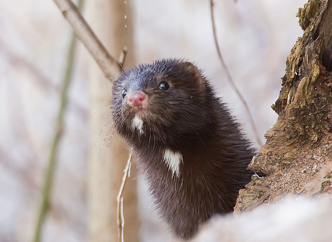 Despite possessing what is often considered a "cute and cuddly" appearance, the carnivorous American Mink is actually a proficient predator.
