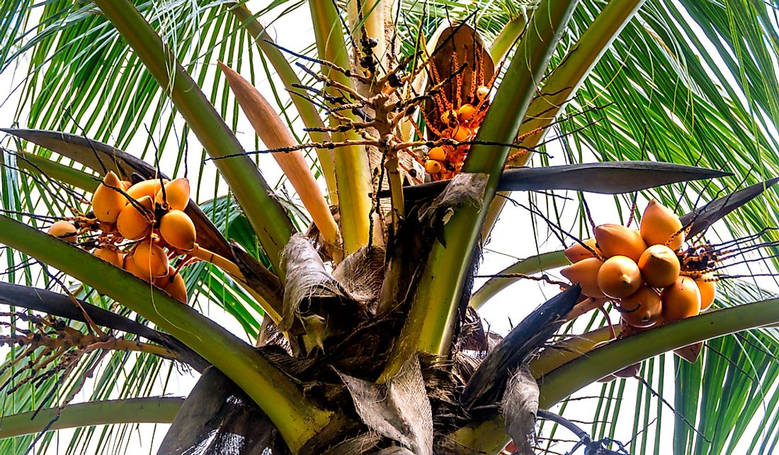 Coconut trees are widespread in the Solomon Islands.