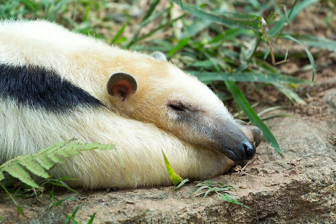 The lesser anteater may look like an extremely cute animal, and it may act like one as well, but it sure as hell does not smell cute.