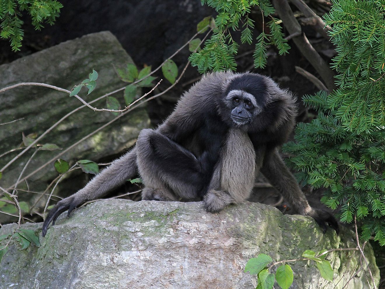 Müeller’s Bornean Gibbon. 