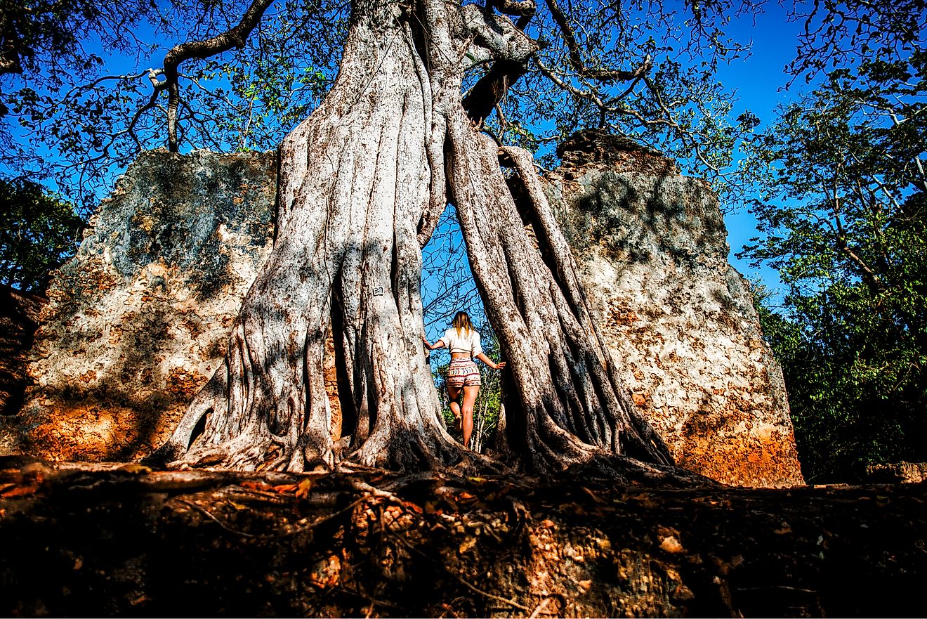 Astonishing Gede Ruins closed to Watamu in Kenya 