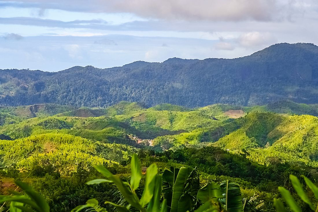 The rainforest in Madagascar. 