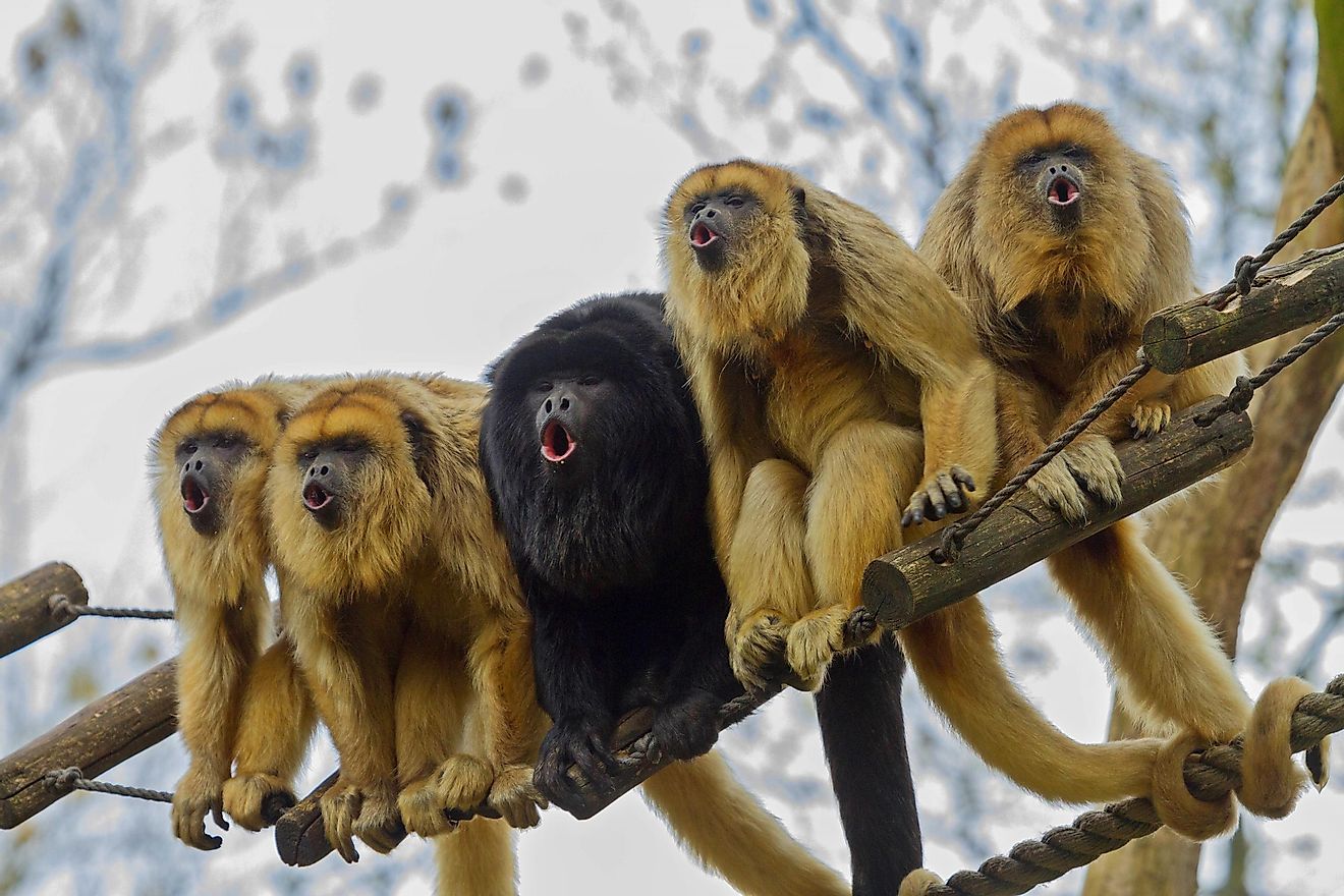 Howler monkeys